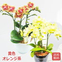 ☆世界ラン展多数受賞!椎名洋ラン園のミディ3本立<黄色・オレンジ系>■送料無料■ミディ胡蝶蘭 【あす楽_年中無休】【あす楽_土曜営業】【あす楽_日曜営業】激安