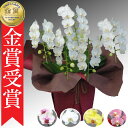 【農林水産大臣賞/あす楽】ミディ胡蝶蘭 5本立 40輪以上 領収書発行可能 産地直送 ラッピング・立札無料 育て方パンフレット付 TV紹介 多数受賞 コチョウラ...