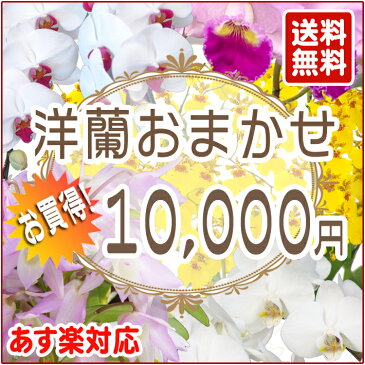 【父の日】洋蘭おまかせ10,000円　ファレノプシス（胡蝶蘭）ミニ マイクロ胡蝶蘭ミディ　【あす楽_年中無休】【あす楽_土曜営業】【あす楽_日曜営業】内祝い