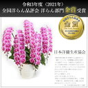 【楽天1位/最短翌日配送】ミディ胡蝶蘭 2本立ち 領収書発行可能 産地直送 ラッピング・立札無料 育て方パンフレット付 TV紹介 多数受賞 コチョウラン 鉢花 開店祝い お祝い 花 誕生日 還暦 米寿 開院 開業 移転 当選 就任 昇進 退職 お供え 御供 フラワーギフト