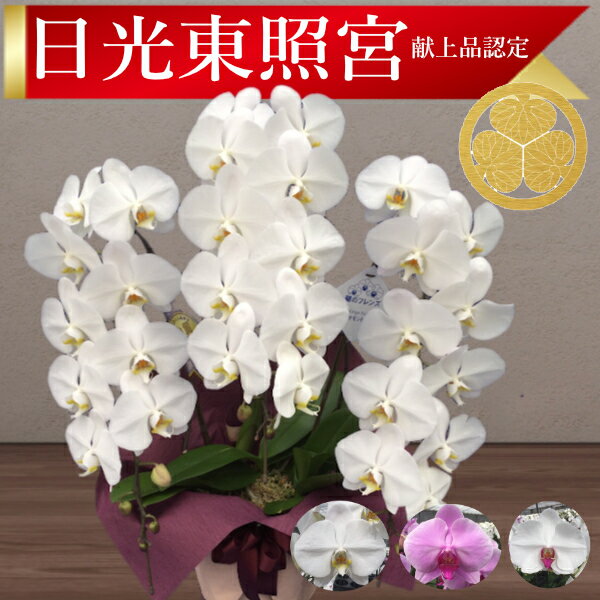 楽天あすに届けるお花屋さん〜輝花〜【日光東照宮献上品/あす楽】大輪胡蝶蘭 3本立 37輪前後～ 領収書発行可能 産地直送 ラッピング・立札無料 育て方パンフレット付 TV紹介 多数受賞 コチョウラン 鉢花 開店祝い お祝い 花 誕生日 還暦 米寿 開院 開業 移転 当選 就任 昇進 退職 お供え 御供フラワーギフト