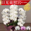 【日光東照宮献上品/あす楽】大輪胡蝶蘭 3本立 37輪前後〜 領収書発行可能 産地直送 ラッピング・立札無料 育て方パンフレット付 TV紹介 多数受賞 コチョウラン 鉢花 開店祝い お祝い 花 誕生日 還暦 米寿 開院 開業 移転 当選 就任 昇進 退職 お供え 御供フラワーギフト 17,600円