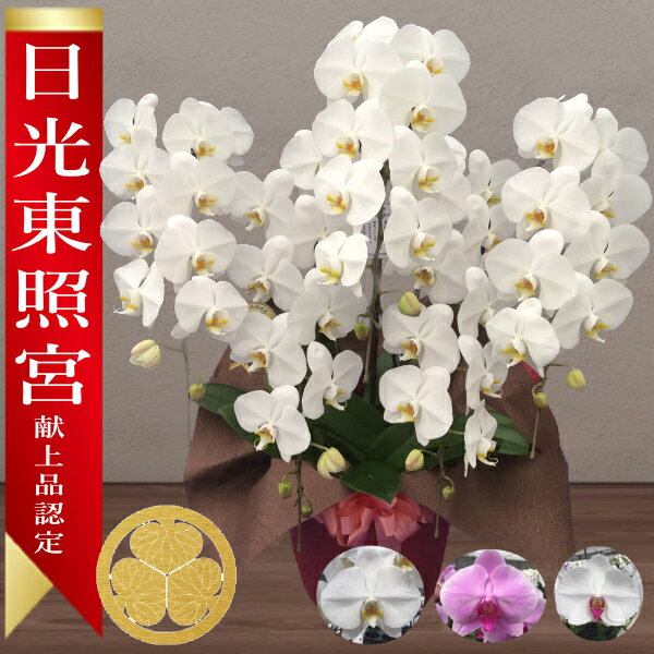 楽天あすに届けるお花屋さん〜輝花〜【日光東照宮献上品/あす楽】大輪胡蝶蘭 5本立 60輪前後～ 領収書発行可能 産地直送 ラッピング・立札無料 育て方パンフレット付 TV紹介 多数受賞 コチョウラン 鉢花 開店祝い お祝い 花 誕生日 還暦 米寿 開院 開業 移転 当選 就任 昇進 退職 お供え 御供フラワーギフト