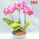 商品詳細商品名パレルモ3本立サイズ高さ約55cm前後花径約7cm※植物の為、個体差があります。 色ピンク系※お使いのPC環境により、写真の色とは若干異なる場合がございます。説明お部屋に飾って頂き、長くお楽しみください用途:お祝い/結婚記念日...