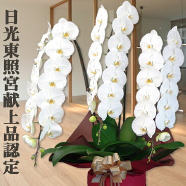 胡蝶蘭 大輪 3本立ち 42輪前後〜30,000円 選べる3色 あす楽 送料無料 札 ラッピング無料 木札 白 ピンク 赤リップ (コチョウラン 鉢花 開店祝い お祝い 花 誕生日 還暦 米寿 開院 開業 移転 当選 就任 昇進 退職 お供え 贈り物 フラワーギフト 鉢花 大輪 中輪 小輪 ミディ)