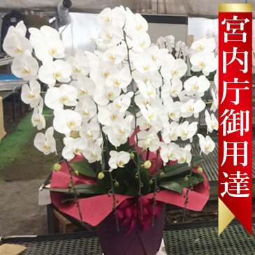 胡蝶蘭 大輪 5本立ち 60輪前後〜50,000円 選べる3色 あす楽 送料無料 札 ラッピング無料 木札 白 ピンク 赤リップ (コチョウラン 鉢花 開店祝い お祝い 花 誕生日 還暦 米寿 開院 開業 移転 当選 就任 昇進 退職 お供え 贈り物 フラワーギフト 鉢花 大輪 中輪 小輪 ミディ)