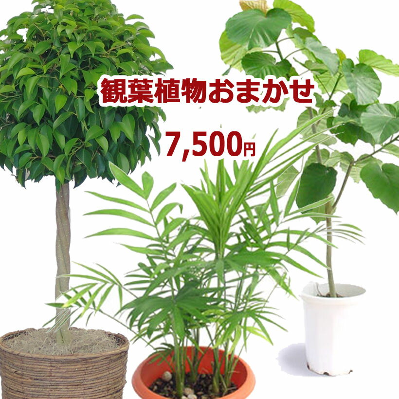 観葉植物おまかせ7,500円 お祝い ギフト 開店祝い 移転祝い 就任祝い 内祝い 翌日配送