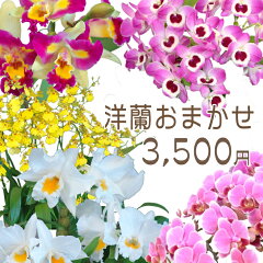 https://thumbnail.image.rakuten.co.jp/@0_mall/kihana-shop/cabinet/p1/omakase3500p1.jpg