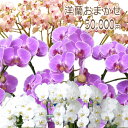 【あすに届く】ハイグレード!洋蘭おまかせ50,000円 ファレノプシス 胡蝶蘭 コチョウラン ミニ マイクロ ミディ【胡蝶蘭】【通販】【値段】【販売】【育て方・管理方法】翌日配送