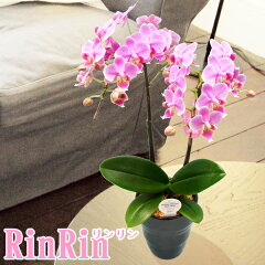 https://thumbnail.image.rakuten.co.jp/@0_mall/kihana-shop/cabinet/p1/rinrin2fp1.jpg