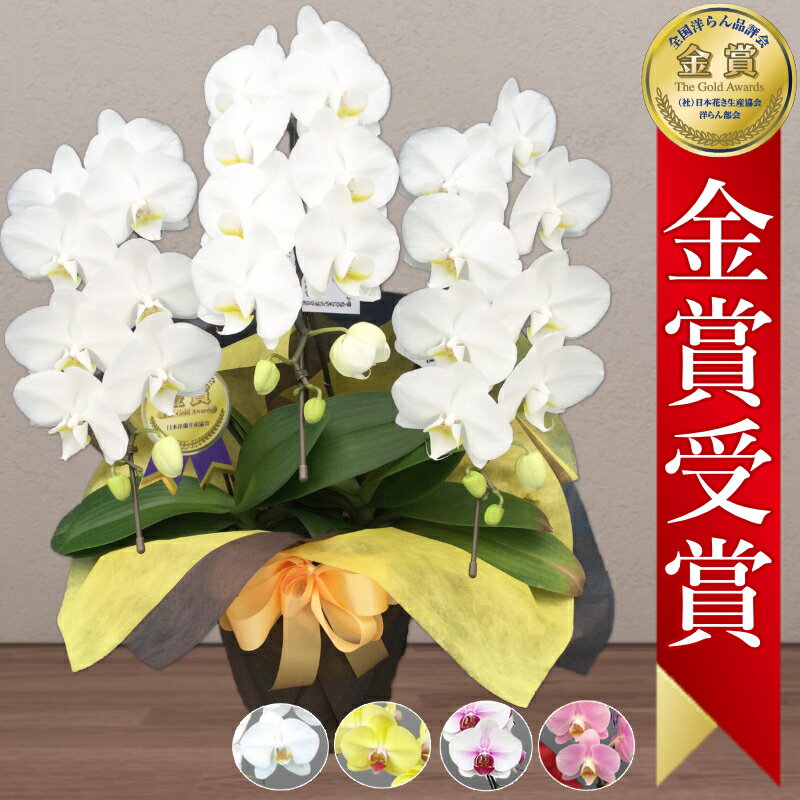 【金賞受賞！/最短翌日お届け】胡蝶蘭 3本立 27輪前後〜 領収書発行可能 産地直送 ラッピング・立札無料 育て方パンフレット付 TV紹介 多数受賞 コチョウラン 鉢花 開店祝い お祝い 花 誕生日 還暦 米寿 開院 開業 移転 当選 就任 昇進 退職 お供え 御供 贈り物のサムネイル