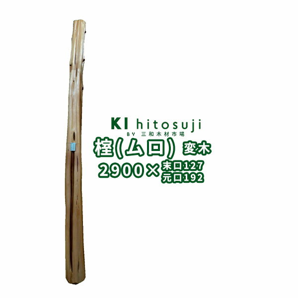 榁（ムロ） 長さ2.9m 末口幅127mm 16060366　ΔDIY 木材 材料 変木 丸太 床の間 茶室 自然木 天然木 ショーウインドウ ウィンドウディスプレイ イベント 大道具 ムロΔ