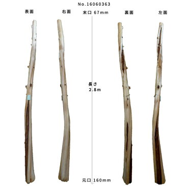 【変木】榁（ムロ） 長さ2.8m 末口幅67mm 16060363　ΔDIY 木材 材料 変木 丸太 床の間 茶室 自然木 天然木 ショーウインドウ ウィンドウディスプレイ イベント 大道具 ムロΔ