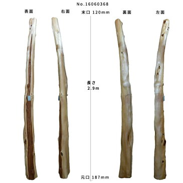 【変木】榁（ムロ） 長さ2.9m 末口幅120mm 16060368　ΔDIY 木材 材料 変木 丸太 床の間 茶室 自然木 天然木 ショーウインドウ ウィンドウディスプレイ イベント 大道具 ムロΔ