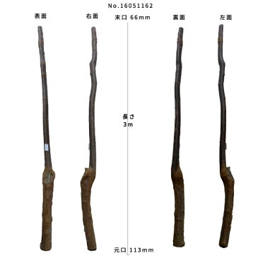 【変木】 山栗 長さ3m 末口幅66mm 16051162 ΔDIY 木材 材料 変木 丸太 床の間 茶室 自然木 天然木 ショーウインドウ ウィンドウディスプレイ イベント 大道具 ヤマグリΔ