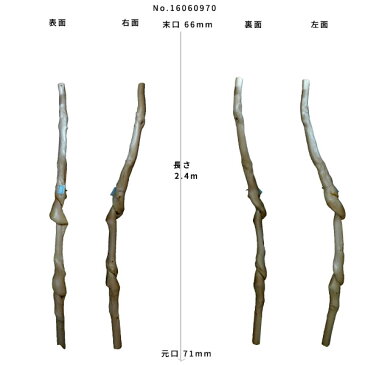 【変木】長さ2.4m 末口幅66mm 16060970　ΔΔDIY 木材 材料 変木 丸太 床の間 茶室 自然木 天然木 ショーウインドウ ウィンドウディスプレイ イベント 大道具ΔΔ