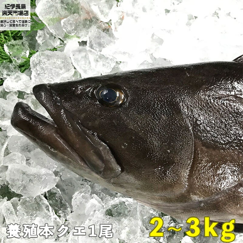 本クエ 1尾(養殖活き〆) 2kg〜3kg前後 【クエ 本クエ 高級魚 一匹 クエ鍋 クエしゃぶ しゃぶしゃぶ 刺身 海鮮鍋 新鮮 海鮮 グルメ 美味しい おいしい おすすめ 人気 ギフト 贈答 国産 愛媛県産 クエ一匹お中元 正月 お歳暮 御祝 内祝】のサムネイル