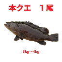 本クエ 1尾(養殖活き〆)3kg〜4kg前後 【クエ 本クエ 高級魚 一匹 一匹丸ごと クエ鍋 クエしゃぶ しゃぶしゃぶ 刺身 海鮮鍋 新鮮 海鮮 グルメ 美味...