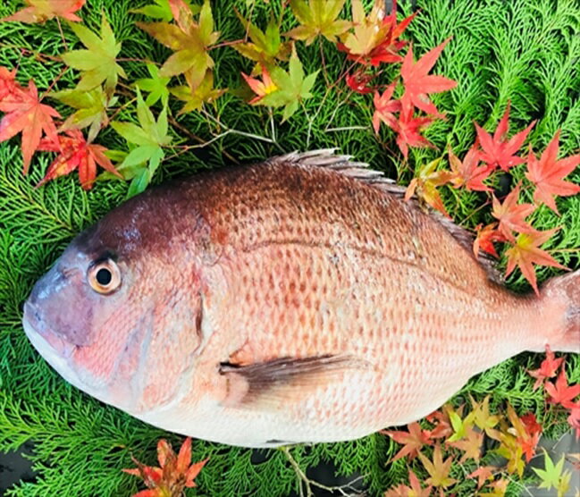 特大真鯛 1尾 養殖活き〆 2.0kg~2.5kg 【 マダイ 鯛 タイ 高級魚 一尾 鯛しゃぶ しゃぶしゃぶ 刺身 海鮮鍋 鯛めし 新鮮 海鮮 グルメ おいしい 人気 ギフト 贈答 お中元 正月 御歳暮 お歳暮 御…