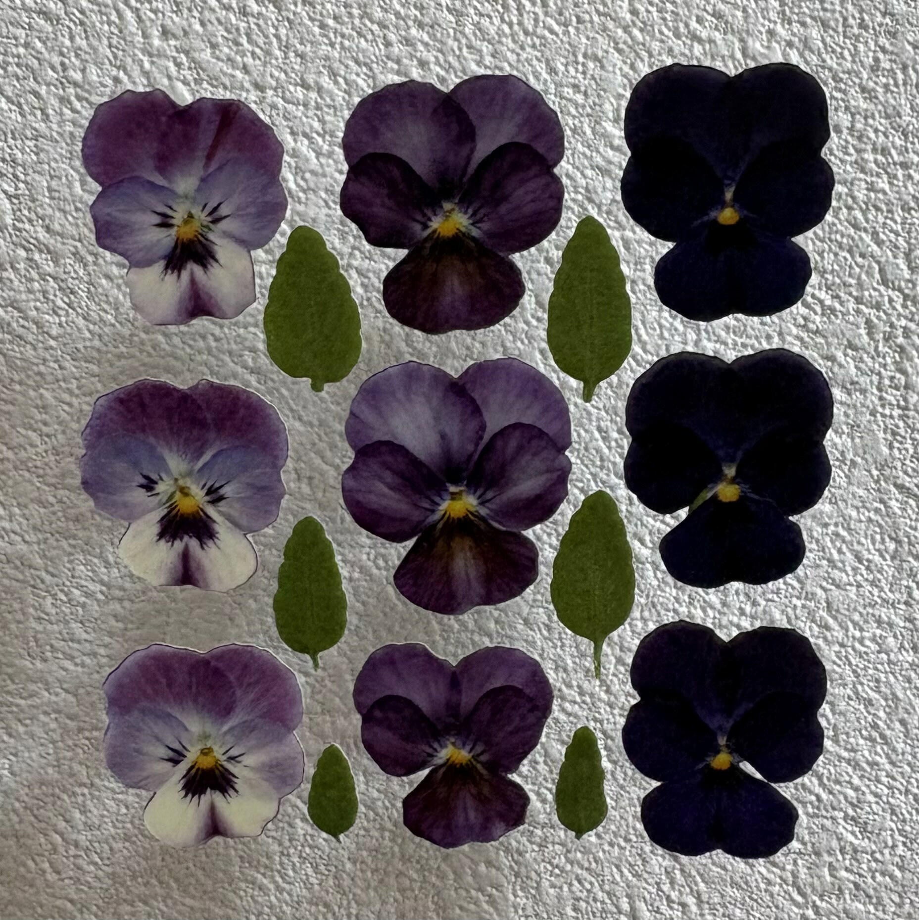 楽天市場】ビオラ 押し花の通販