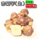 菊芋 2kg （北海道産 遠別産 無農薬 化学肥料不使用 生 土付き 赤菊芋 ）