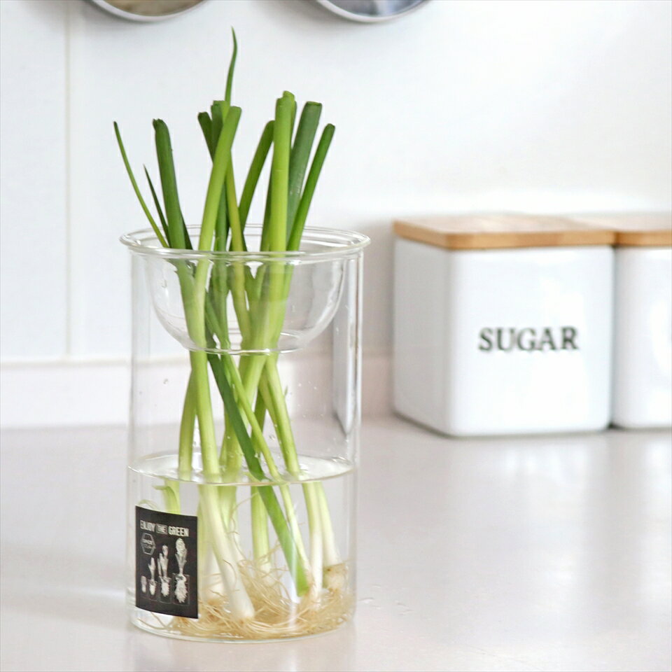 水栽培 球根用ガラスベース 直径8.5cm 高さ13.5cm　上皿付きガラス花瓶　クリア リボベジのサムネイル
