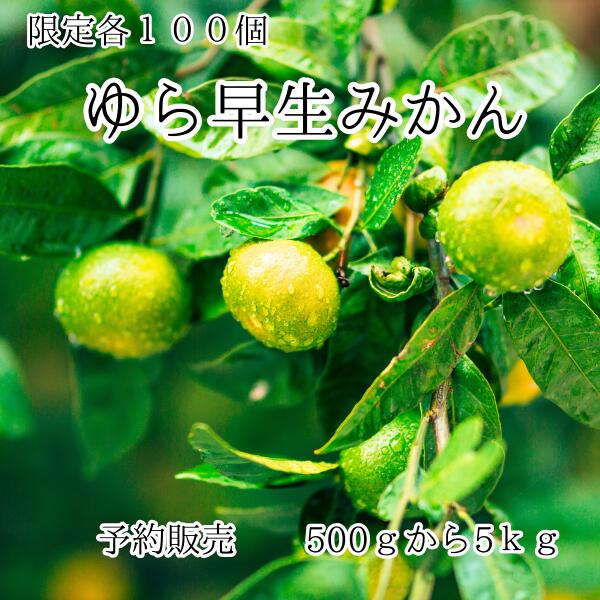 ゆら早生みかん 有田の恵み そのままご家庭へ ひと房ごとに広がる 甘みと爽やかさ 小ぶりでもギュッと..