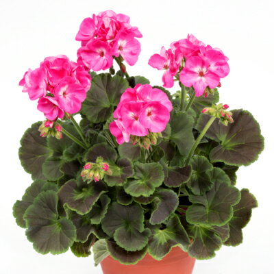 PAC社カラーリーフゼラニウム チョコレート　ピンク　　9cmポット苗