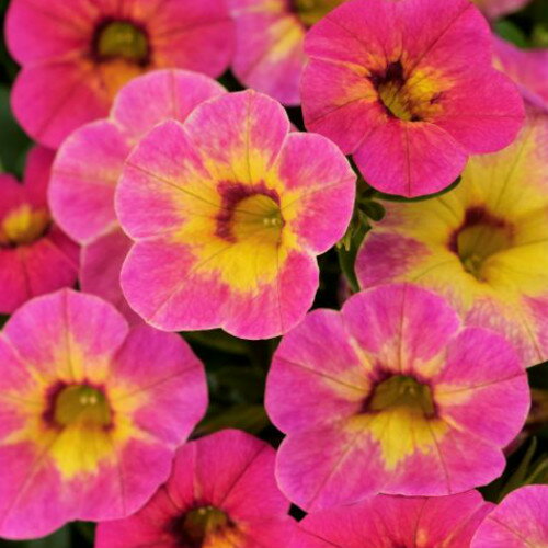 カリブラコア カメレオン タルトデコ　9cmポット苗（花色は咲く時期により変わります）のサムネイル