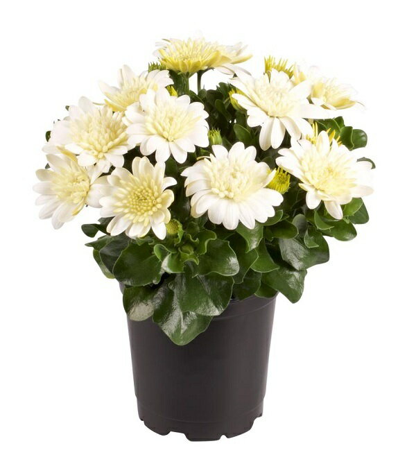 �����ƥ����ڥ�ޥࡡ���꡼�ʥ��֥롡����ꥳ��9cm�ݥå���