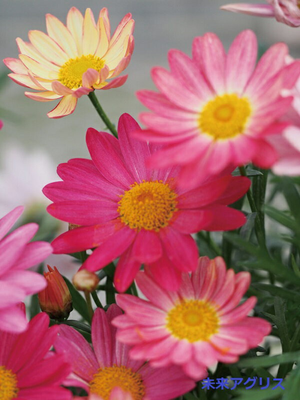 シンプリーコーラル苗の商品画像