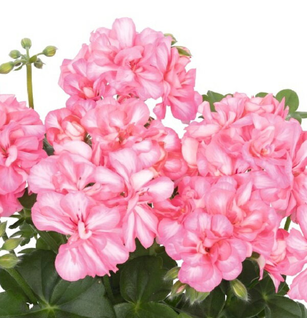 デュメンオレンジ社最新アイビーゼラニウム グレイトボール オブ ファイア　サーモンバイカラー　10.5c..