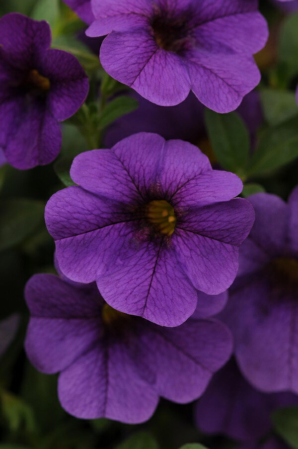 カリブラコア シャルウィダンス ディープブルー　9cmポット苗のサムネイル