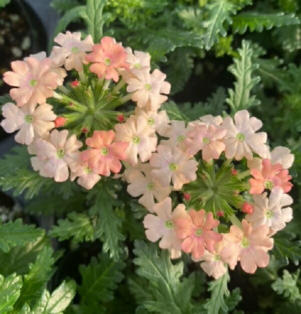 バーベナ　コルト　ピーチ　9cmポット苗