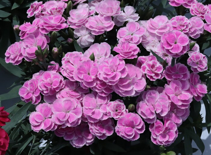 ガーデンカーネーション　スイーツ　ライラック　9.0cmポット苗