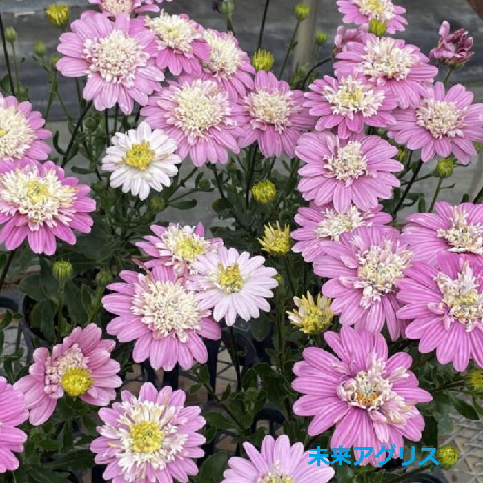 オステオスペルマム　ラブポーション　9cmポット苗のサムネイル