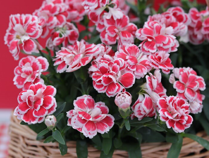 ガーデンカーネーション　スプリント　ファンシーレッド　9.0cmポット苗