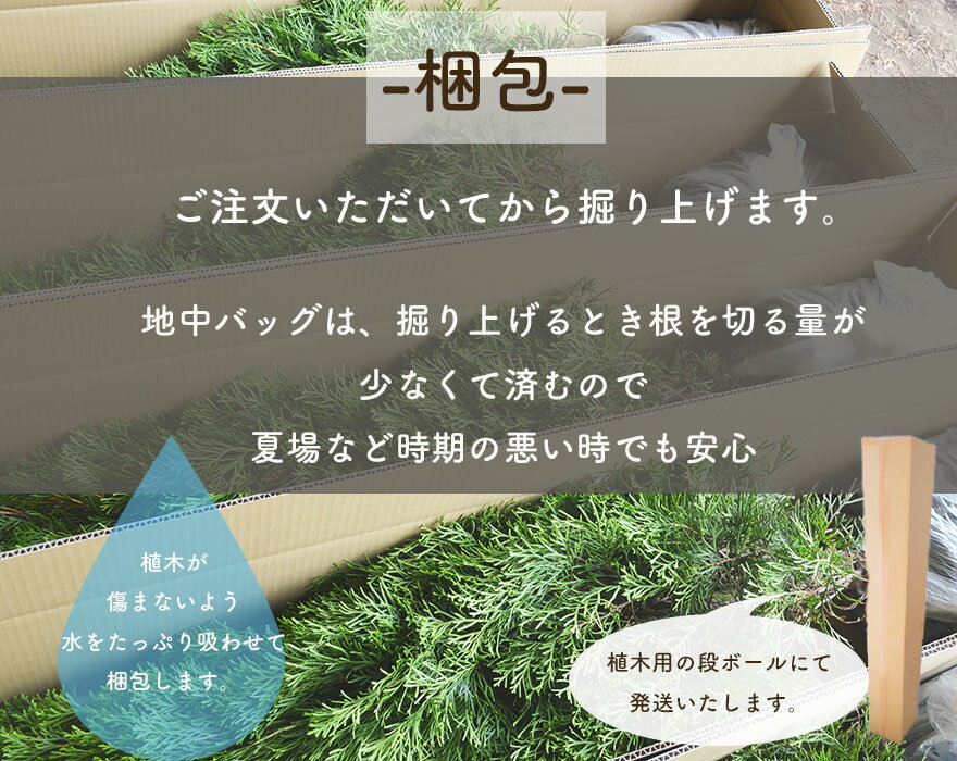 品質保証 正規保証コニファー エレガンテシマ 1cm 3本セット 苗 生垣 ガーデン 植木 種類 鉢植え実 剪定方法 花 伐採 成長 価格 冬 移植 庭木 シンボルツリー ガーデニング エクステリア 洋風 和風 クリスマス