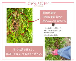 コニファー カイヅカイブキ 10本 セット 約1cm 植木 10本 生垣 ガーデニング 庭木 コニファー 目隠し フェンス ガーデニング 外構 庭 エクステリア 樹緑 Kimidori鮮やかな緑色です 目隠しとして人気です コニファー カイヅカイブキ 10本 セット 約1cm 植木 10本 生垣 ガーデニング 庭木 コニファー 目隠し フェンス ガーデニング 外構 庭 エクステリア 樹緑 Kimidori鮮やかな緑色です 目隠しとして人気です