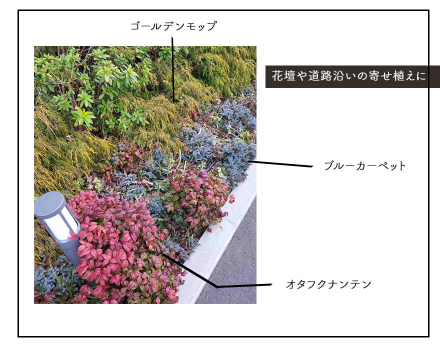 最新情報 ゴールデンモップ 10本セット コニファー 植木 庭木 針葉樹 イエロー 北米スタイル 苗 横浜の植木 目隠し 送料無料 約cm 約15センチポット 植木 庭木 洋風 和風 ガーデニング エクステリア 園芸 記念樹 母の日 高い品質 Lashibifuneralhomes Com 最新情報 ゴールデンモップ 10本セット コニファー 植木 庭木 針葉樹 イエロー 北米スタイル 苗 横浜の植木 目隠し 送料無料 約cm 約15センチポット 植木 庭木 洋風 和風 ガーデニング エクステリア 園芸 記念樹 母の日 高い品質 Lashibifuneralhomes Com