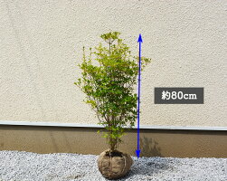 生垣 ドウダンツツジ 植木 低木 苗 約80cm 庭木 ベランダ 紅葉 花 日陰 ドウダンツツジ 庭植え 10本セット ガーデニング 日陰 ベランダ すずらん スズラン エクステリア 敬老の日 樹緑 Kimidori生垣におすすめ 日陰にも耐えます 生垣 ドウダンツツジ 植木 低木 苗 約80cm 庭木 ベランダ 紅葉 花 日陰 ドウダンツツジ 庭植え 10本セット ガーデニング 日陰 ベランダ すずらん スズラン エクステリア 敬老の日 樹緑 Kimidori生垣におすすめ 日陰にも耐えます