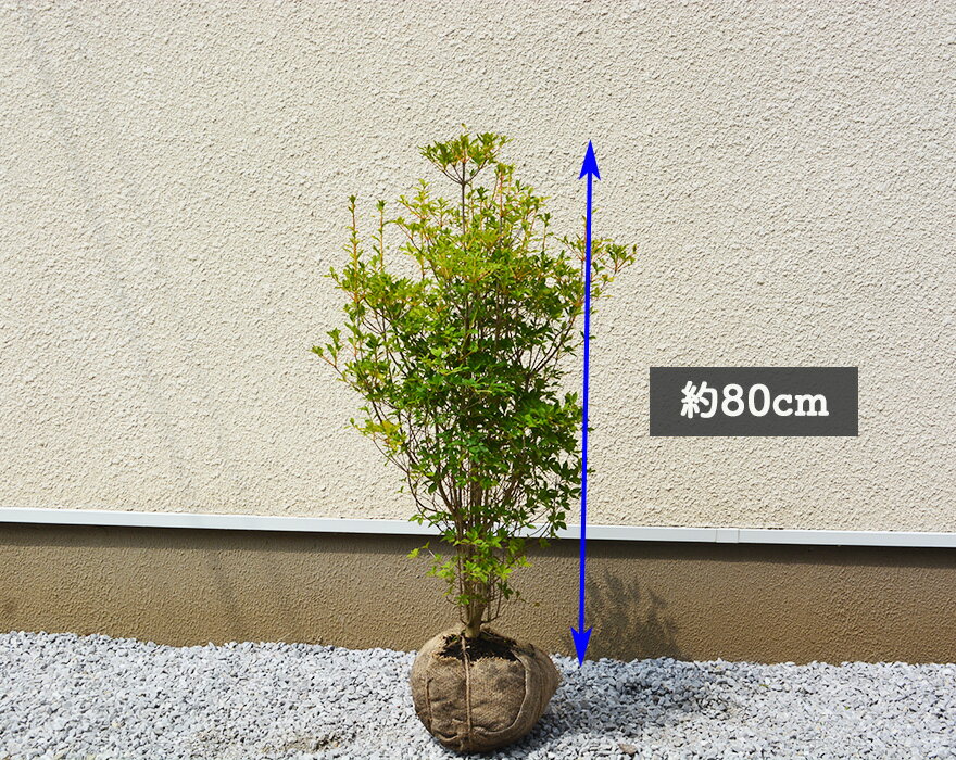 生垣 ドウダンツツジ 植木 低木 苗 約80cm 庭木 ベランダ 紅葉 花 日陰 ドウダンツツジ 庭植え 10本セット ガーデニング 日陰 ベランダ すずらん スズラン エクステリア 敬老の日 樹緑 Kimidori生垣におすすめ 日陰にも耐えます