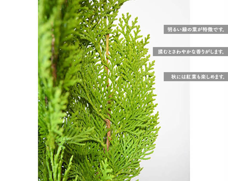 クリスマス 約cmポット ウッドデッキ 樹緑 目隠し 庭植え フェンス ガーデニング 生垣 エレガンテシマ エクステリア 1cm Kimidoriシンボルツリー 生垣にオールマイティな植木です コニファーの定番 自信の自家生産です シンボルツリー コニファー 5本セット 苗
