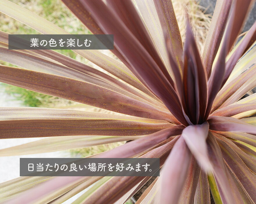 コルジリネ レッドスター Dulton Polystone Pot セット 植木 オーストラリス 鉢 鉢植え シンボルツリー 低木 観葉植物 玄関 ベランダ クリスマス カラーリーフ 赤 ダルトン 7 8号 ポット ヤシファ