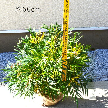 マホニアコンフューサ 約60cm 5本セット 低木 おしゃれ ガーデニング 植木 庭木 苗 苗木 観葉植物 ヒイラギナンテン 細葉マホニアコンフーサ 寄せ植え マホニア・コンフーサ ポット まほにあベランダ ウッドデッキ