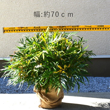 マホニアコンフューサ 約60cm 低木 おしゃれ ガーデニング 植木 庭木 苗 苗木 観葉植物 ヒイラギナンテン 細葉マホニアコンフーサ 寄せ植え マホニア・コンフーサ ポット まほにあベランダ ウッドデッキ