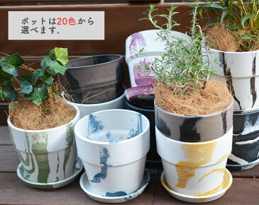 ラベンダー 観葉植物 ミニ観葉植物 4号鉢 選べる鉢 鉢植え セット ポッシュリビング アーバンプランツポット インテリア プレゼント おしゃれ ナチュラル 母の日