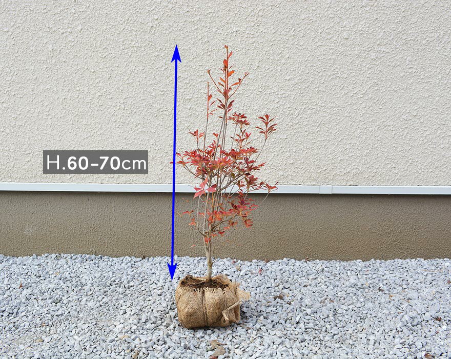 約60 70cm 植木 5本セット お得なセット ドウダンツツジ 日陰にも耐えます 低木 ガーデニング 花 お得なセット ガーデニング ベランダ 生垣 満天星躑躅 生垣におすすめ 植木 庭木 鉢植え 枝 樹緑 Kimidori