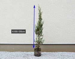 シンボルツリー 生垣 アクセントにブルー系のコニファーはいかがでしょう クリスマスツリー ガーデニング ムーングロー コニファー 樹形のまとまりがよいブルー系コニファー 爽やかなブルーがお庭を彩ります ガーデニング 農業 3本セット 北米スタイル シンボル シンボルツリー 生垣 アクセントにブルー系のコニファーはいかがでしょう クリスマスツリー ガーデニング ムーングロー コニファー 樹形のまとまりがよいブルー系コニファー 爽やかなブルーがお庭を彩ります ガーデニング 農業 3本セット 北米スタイル シンボル