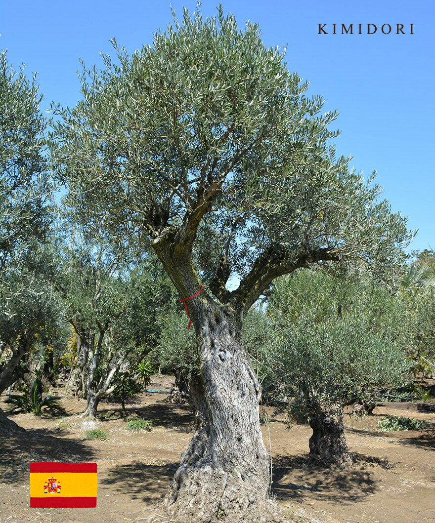 スペイン オリーブ L 約350cm 古木 直輸 原木 地植え 丈夫 現品 一点物 庭 見学可能 横浜 植木 シンボルツリー 庭木 苗木 ガーデニング オリーブの木 オリーブの実 新築 記念樹 南欧 プロヴァンス エクステリア 外構 配送 樹齢 高品質 クリスマス